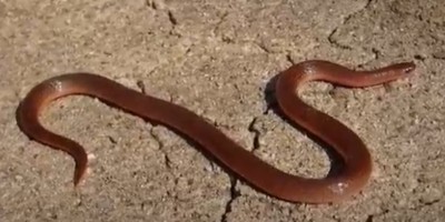 Chattanooga snake